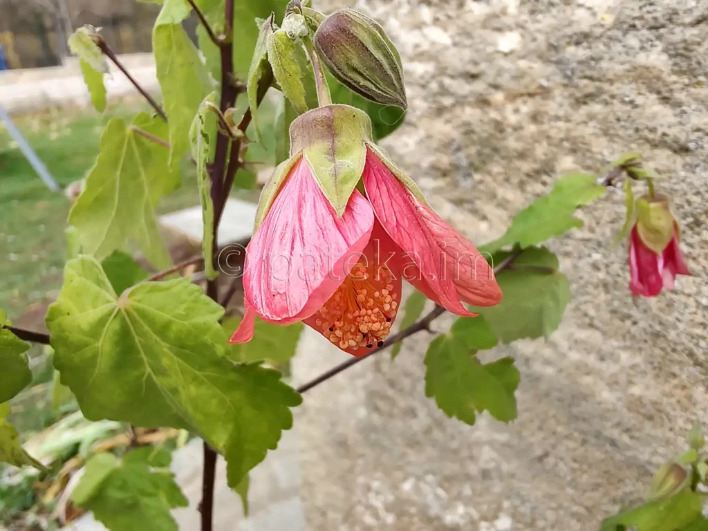 Цвете в двора на Искрецкия манастир