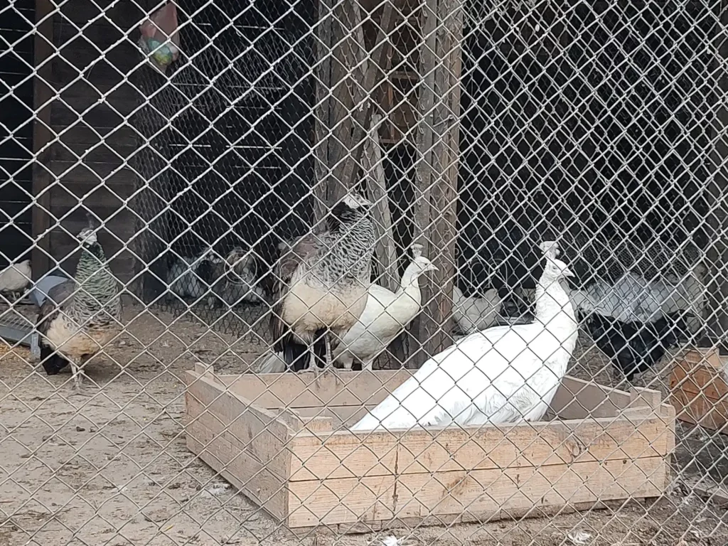 Пауни в двора на Искрецкия манастир
