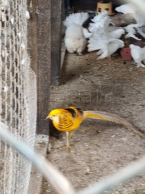 Златен фазан в двора на Искрецкия манастир