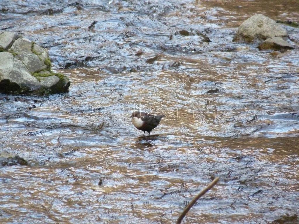 Воден кос - гурлю