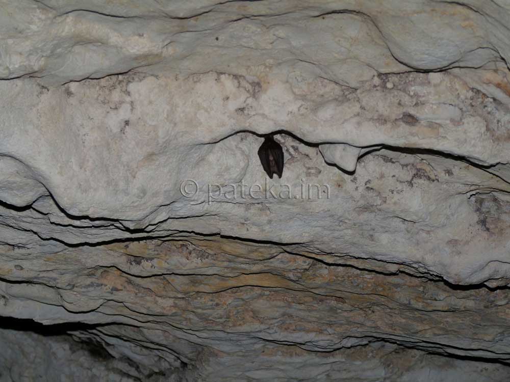 Пещера Говедарника 16