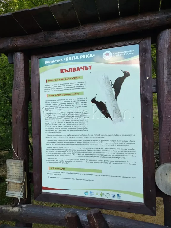 Информационна табелка Кълвачът