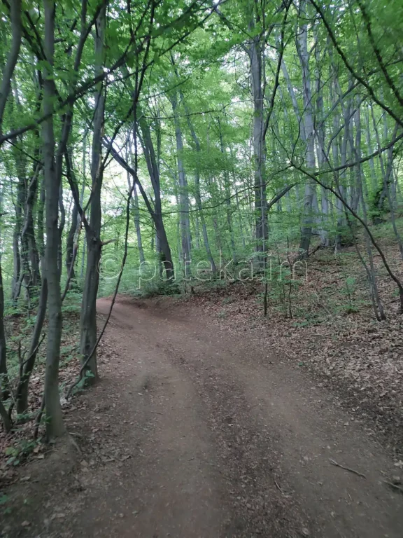 Пътеката за връх Дупевица