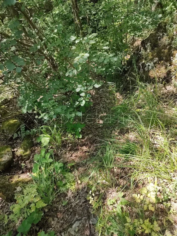 Пътечката за водопад Св. Никола в близост до едноименната църква край с. Вуково