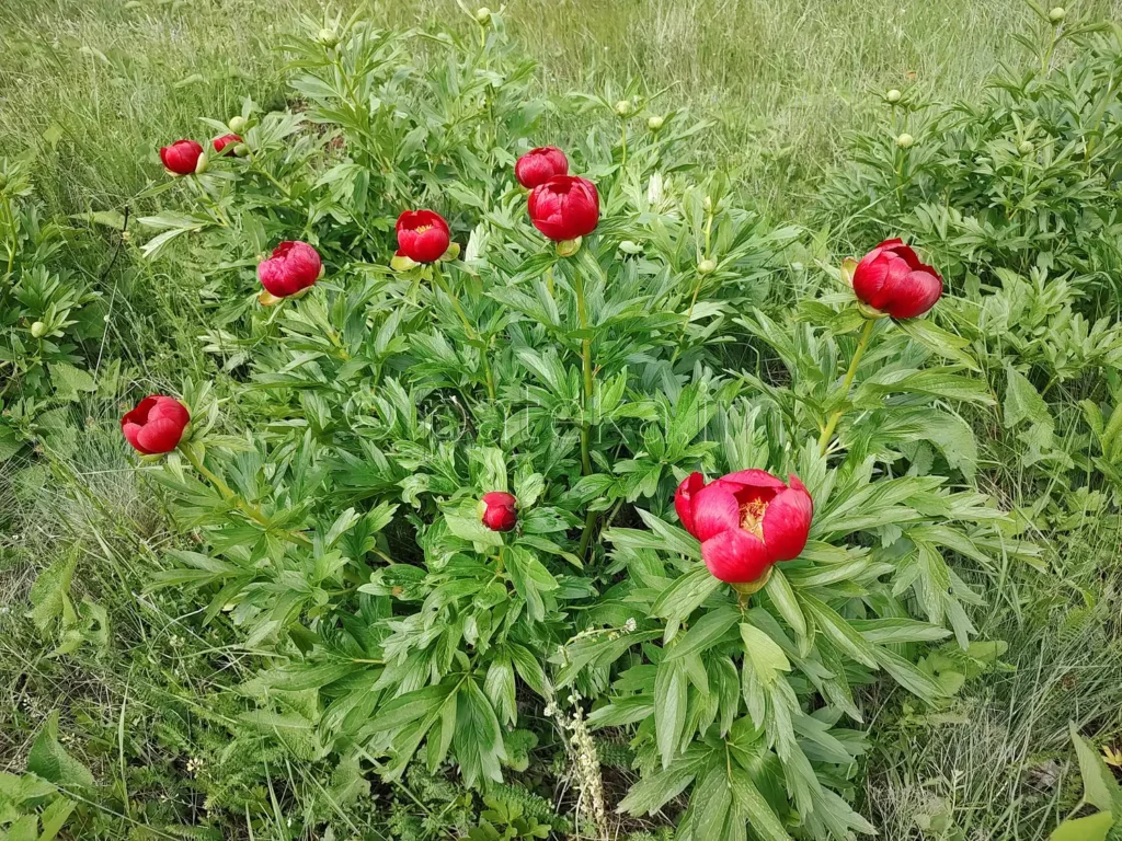 Диви божури