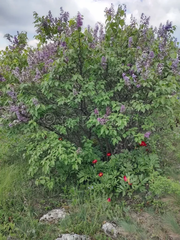Люляк и диви божури