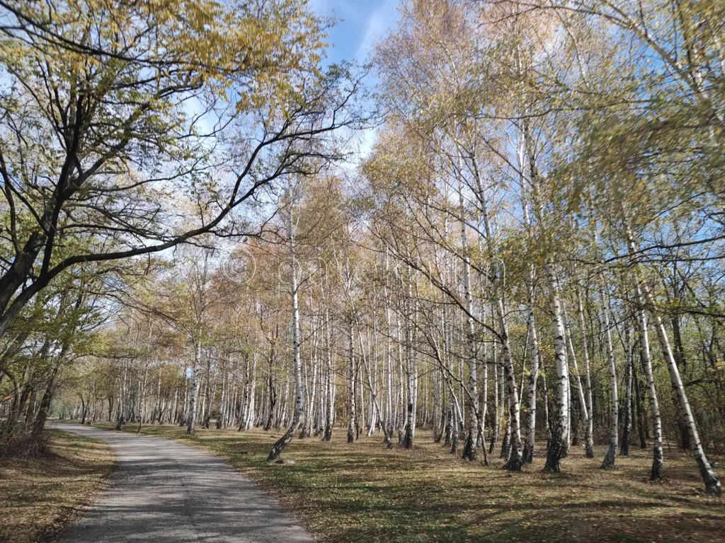 Брезова гора по пътя за Еленската базилика