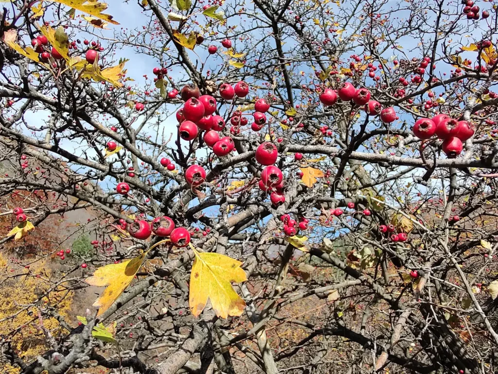 Глог в близост до параклис Св. Кирик и Юлита над Златица
