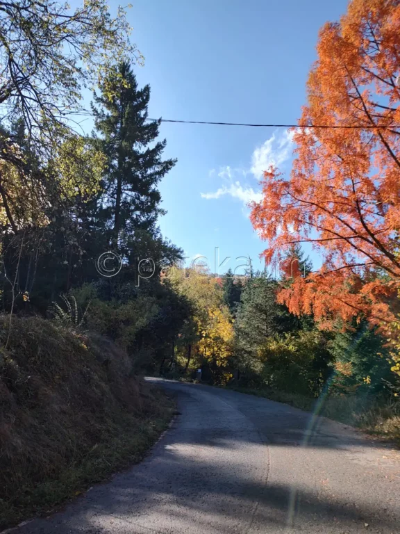 По маршрута за вековните секвои в местност Ючбунар край Кюстендил