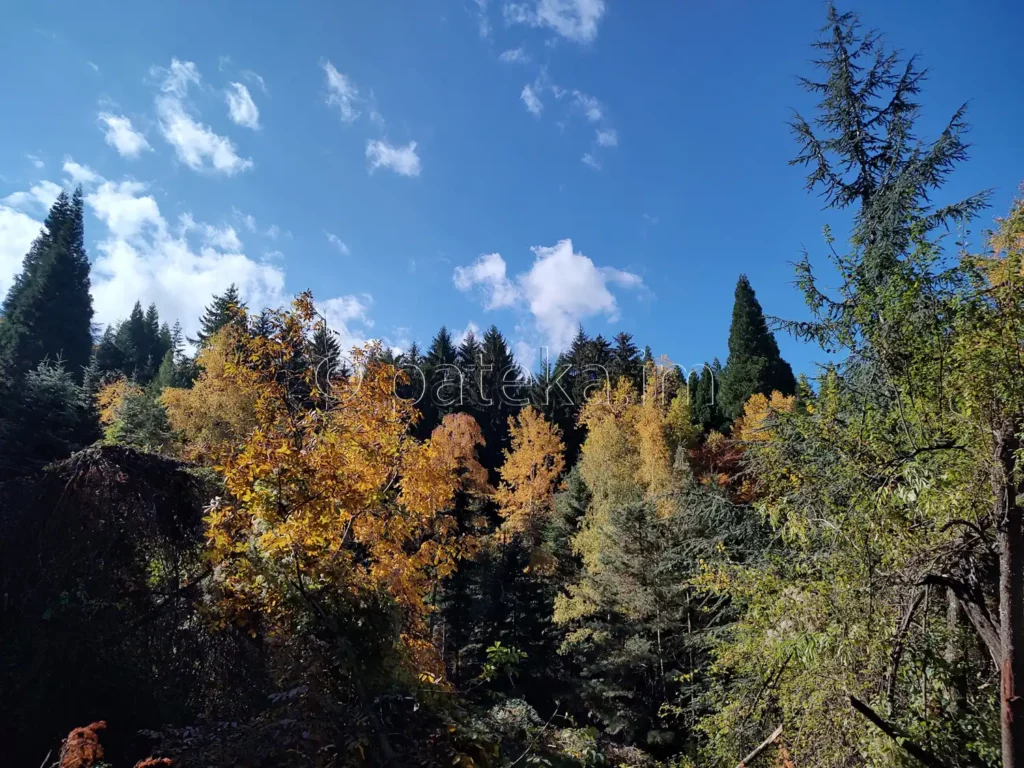 Гледки по маршрута за вековните секвои в местност Ючбунар край Кюстендил