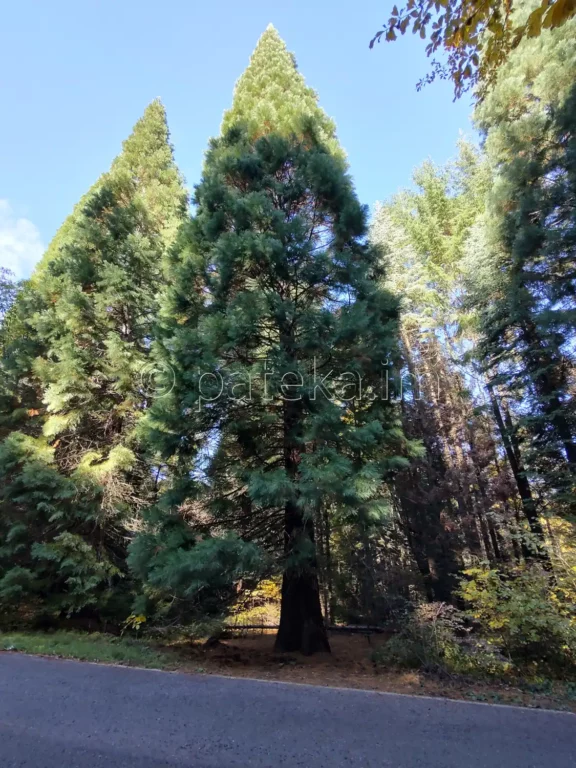 По маршрута за вековните секвои в местност Ючбунар край Кюстендил