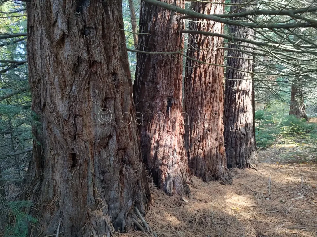 Секвои е местността Ючбунар