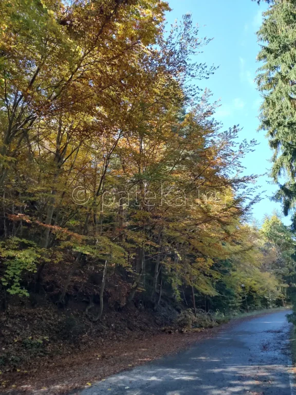 По маршрута за вековните секвои в местност Ючбунар край Кюстендил