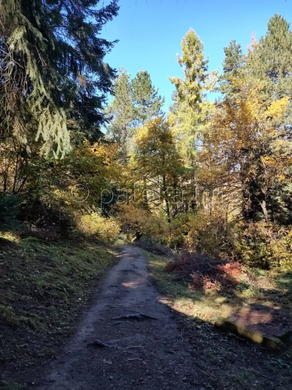 Пътеката към секвоите в местност Ючбунар