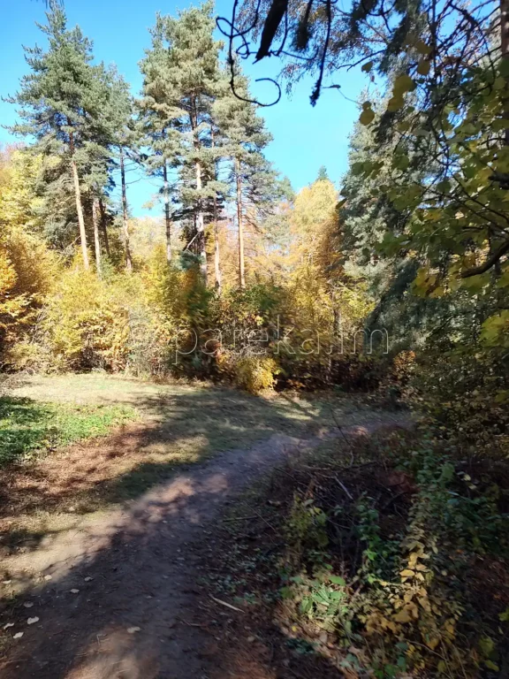 Пътеката към секвоите в местност Ючбунар