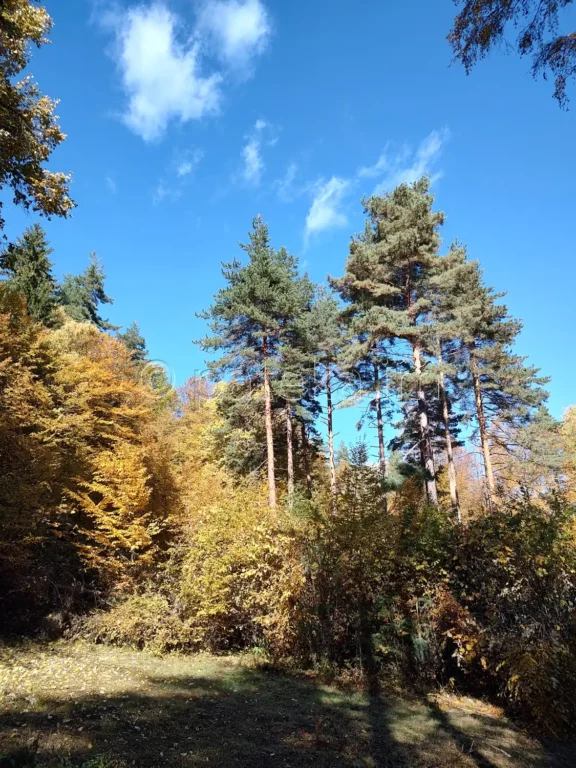 Пътеката към секвоите в местност Ючбунар