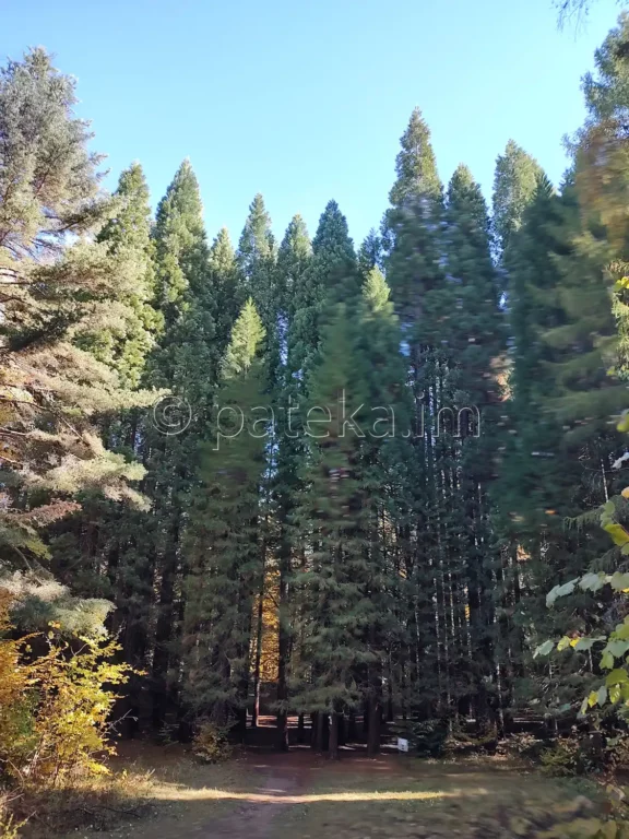 Гората от секвои в местност Ючбунар