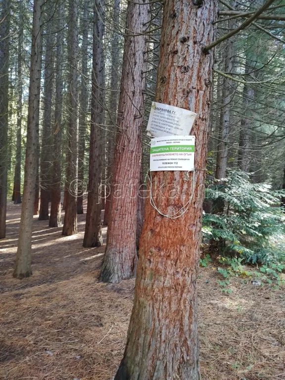 Секвои в местността Ючбунар