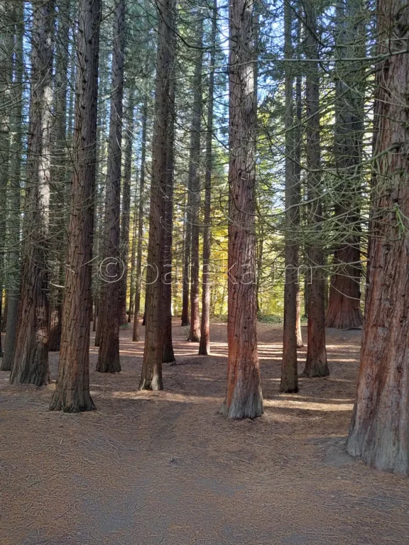 Секвои в местността Ючбунар