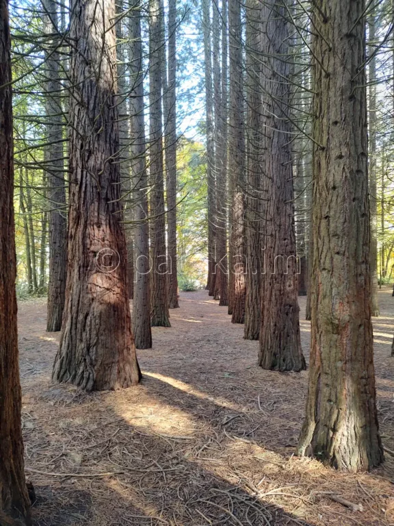 Секвои в местността Ючбунар