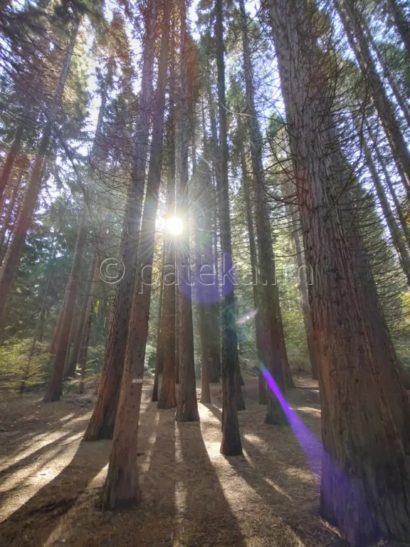 Секвои в местността Ючбунар