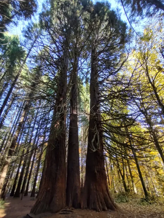 Ючбунар - вековни секвои