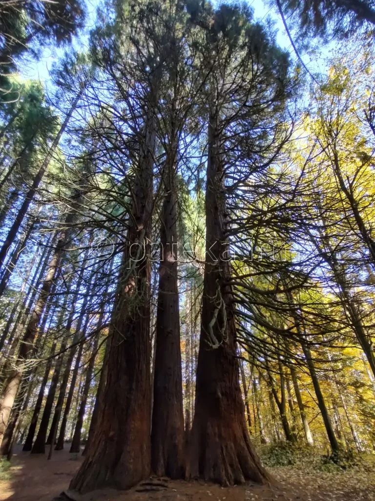 Ючбунар - вековни секвои