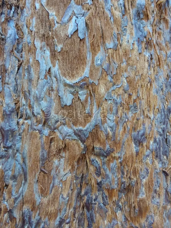 Секвои в местността Ючбунар