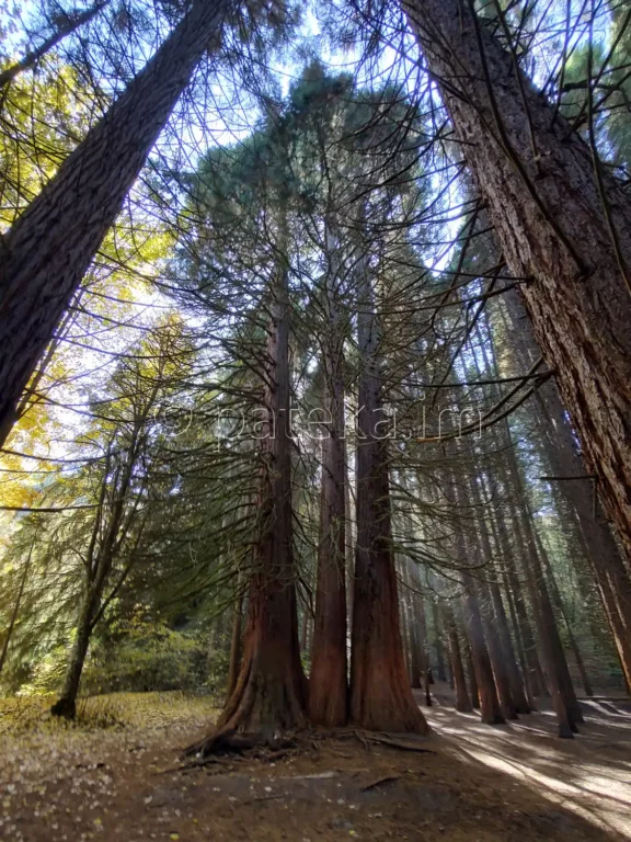 Вековни секвои в местността Ючбунар