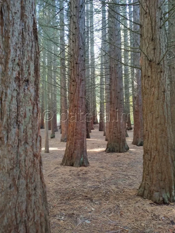 Секвои в местността Ючбунар