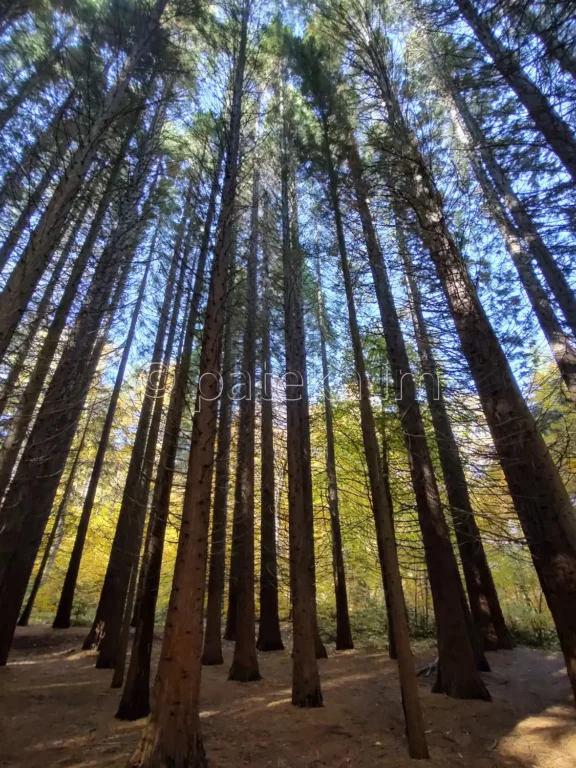 Секвои в местността Ючбунар