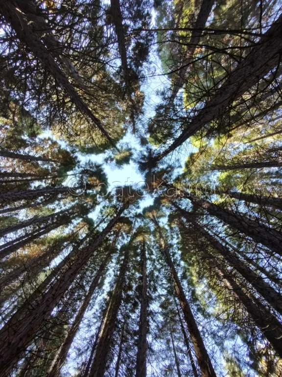 Секвои в местността Ючбунар