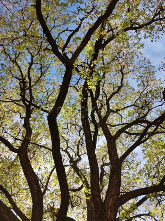 Златишкият манастир Св. Възнесение Господне