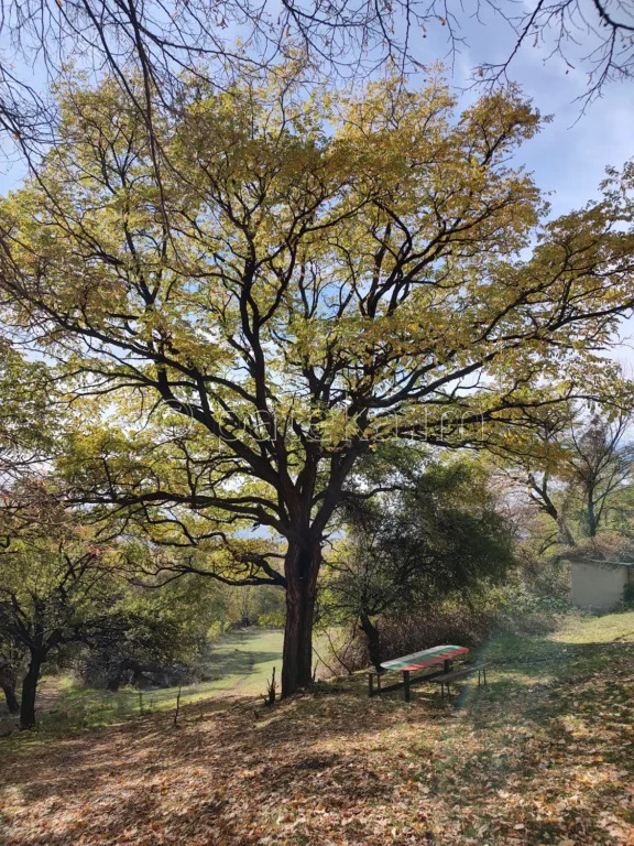 Дворът на Златишкия манастир