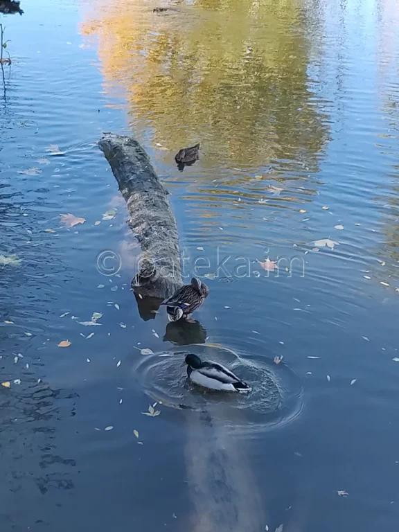 Патици в близост до Кадин мост, Струма