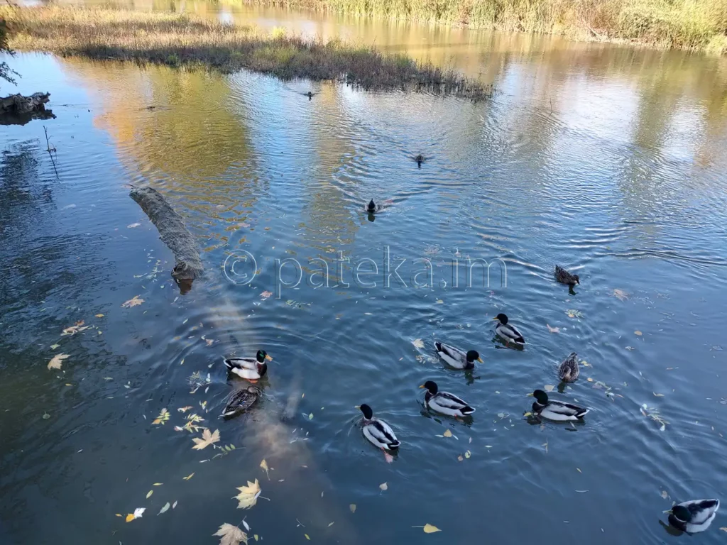 Патици в близост до Кадин мост, Струма