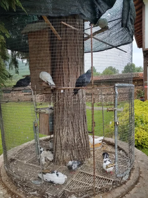 Клетка с птици в двора на Лопушанския манастир