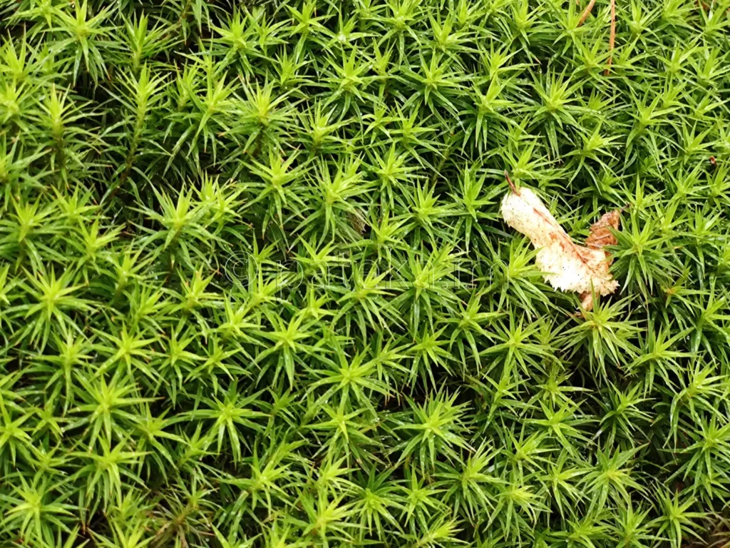 Мъхове край пътя