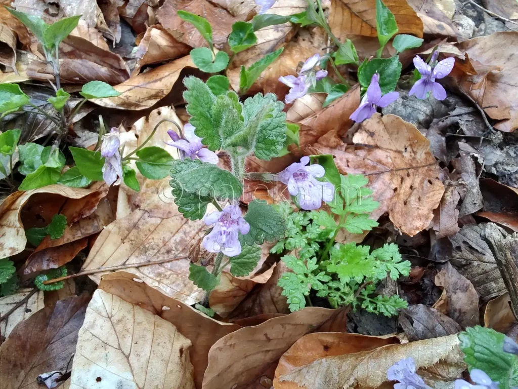 Пролетни цветя - Бръшляновидна глехома (самобайка)