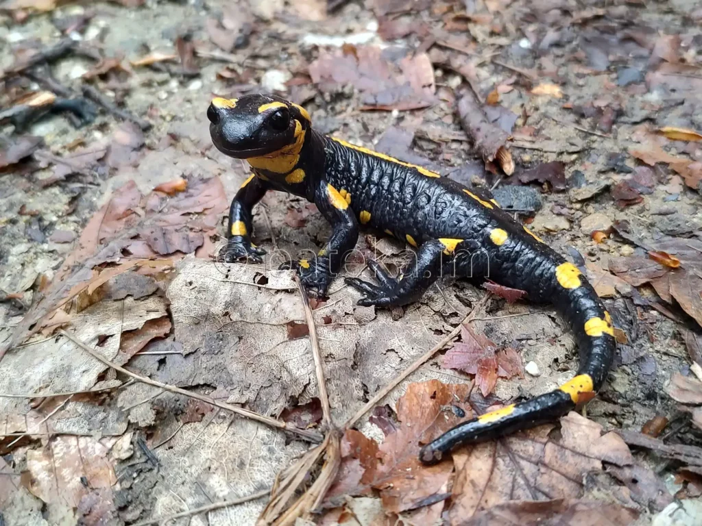 Дъждовник по пътя за водопад Азовско падало