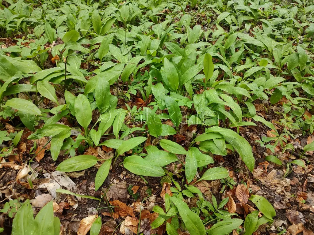 Поляна с левурда