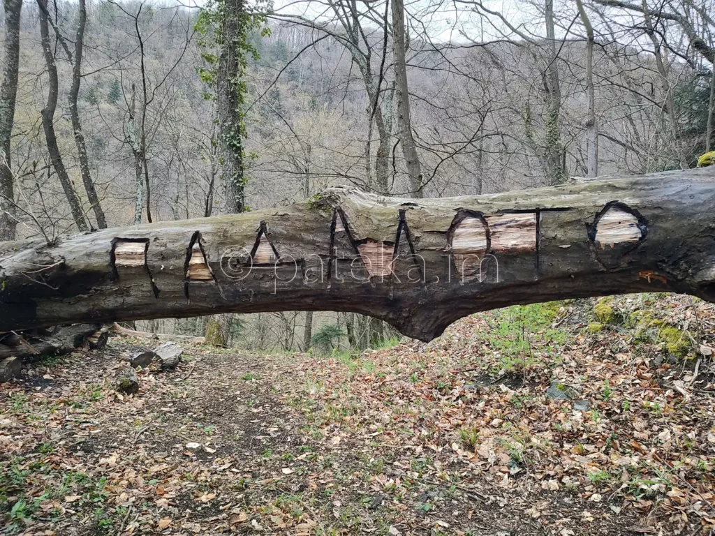 Паднало дърво с надпис Падалото