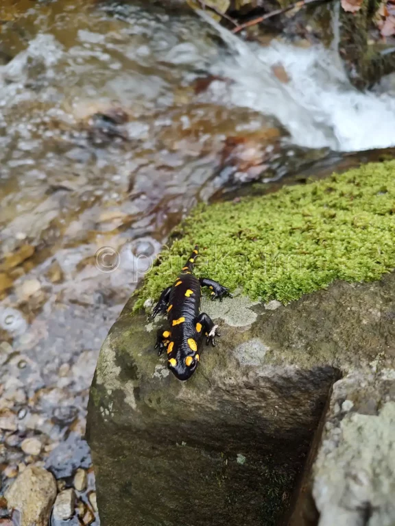 Дъждовник при водопад Азовско падало