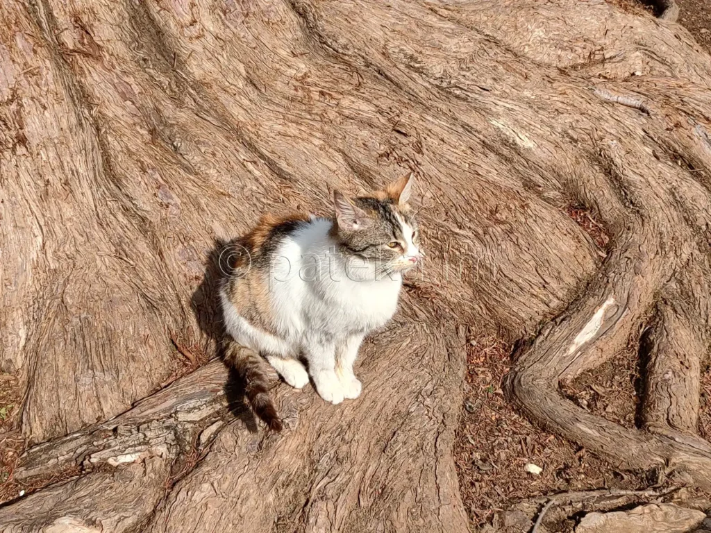 Котка в двора на Бачковския манастир