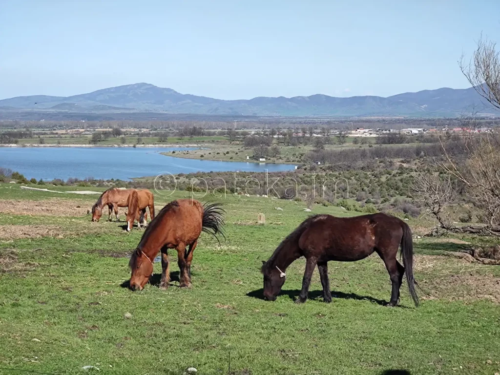 Пасящи коне и гледка към язовир Сушица