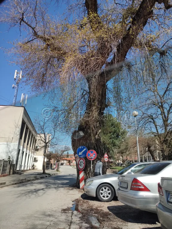Вековно дърво с. Устина