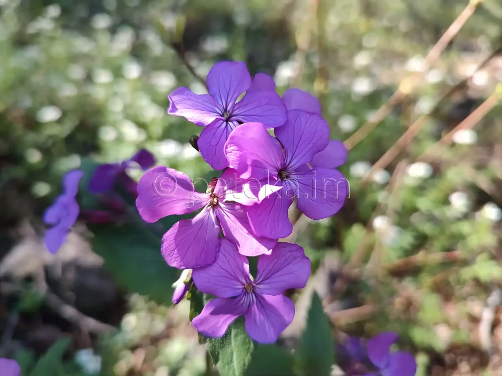 Пролетни цветя