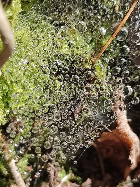 Паяжина с капки вода