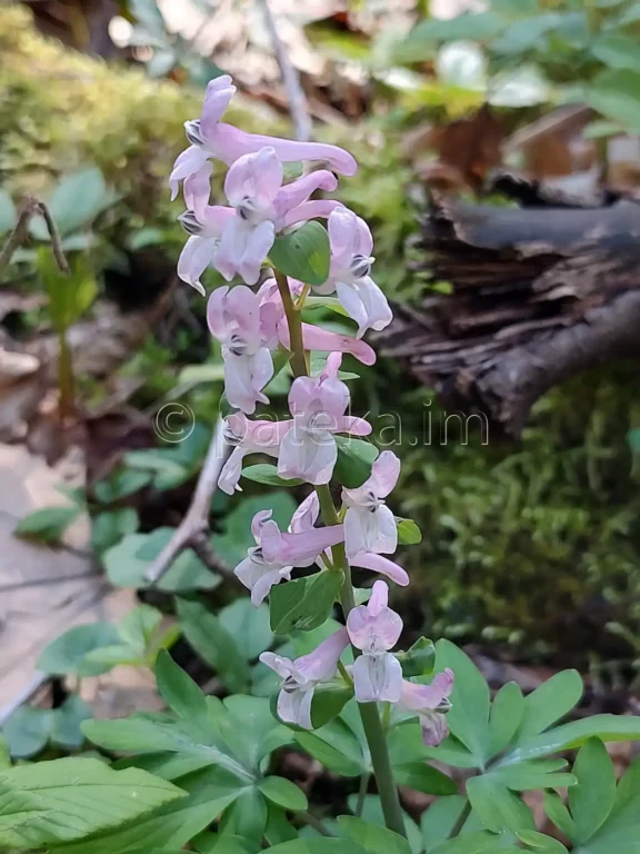 Пролетне цвете