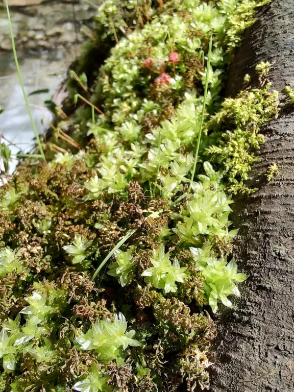 Мъхове в близост до водопада